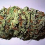 Girl Scout Cookies