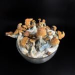 PENIS ENVY STRAIN